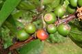 Liberian coffee